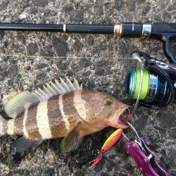 キジハタ&イトヒキアジ