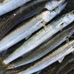 カマス祭り 開催中