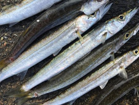 カマス祭り 開催中