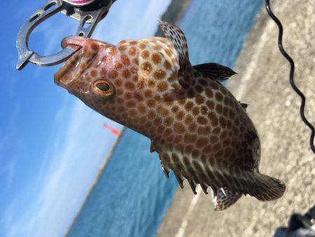 オオモンハンター