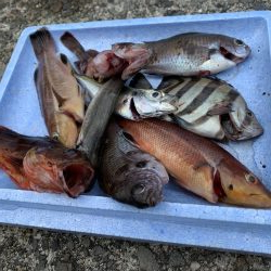 サヨリ爆釣の他にも