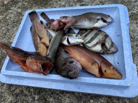 サヨリ爆釣の他にも