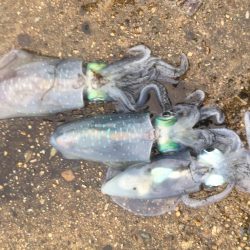 秋の醍醐味。〜醍醐味of the 秋〜