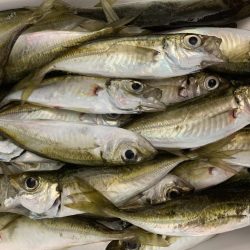 のんびりエギング