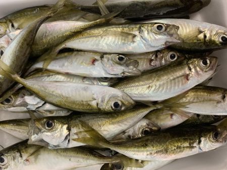 のんびりエギング