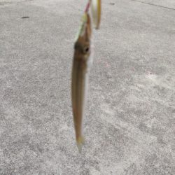 渋いが青物釣れます