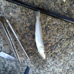 9/16釣果。チヌデカアジキス