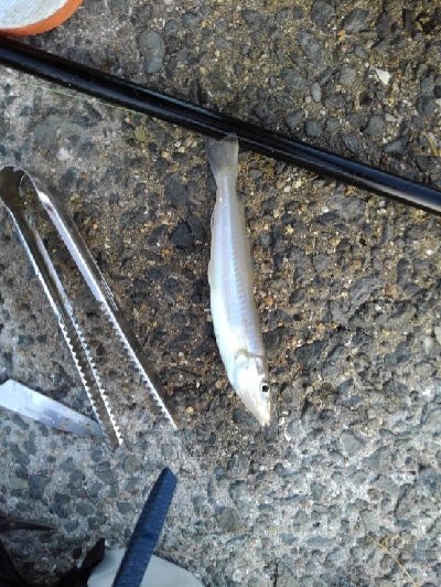 9/16釣果。チヌデカアジキス