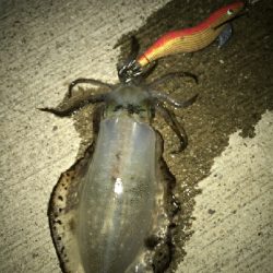 デカいの釣れた!