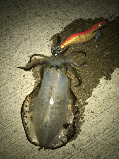 デカいの釣れた!