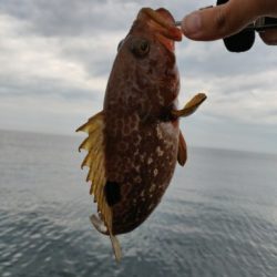 ヒラメとキジハタ