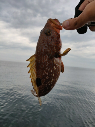 ヒラメとキジハタ