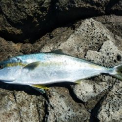 ヒラマサ乱舞！