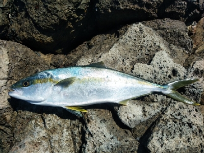 ヒラマサ乱舞！