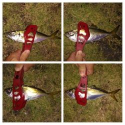 アジンガー1810〜1857 1955〜2022