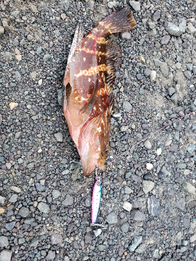 今シーズン初舞鶴！