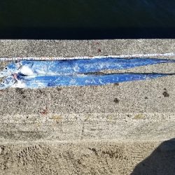 タチウオからの青物