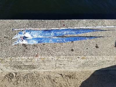 タチウオからの青物