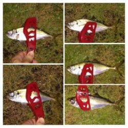 アジンガー1835〜2015