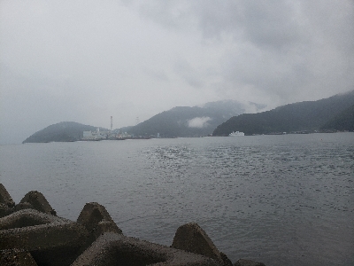 久しぶりのサゴシ