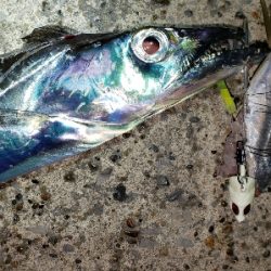 アジからタチウオへ