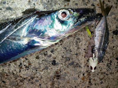 アジからタチウオへ