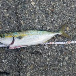 タチウオ、ハマチ