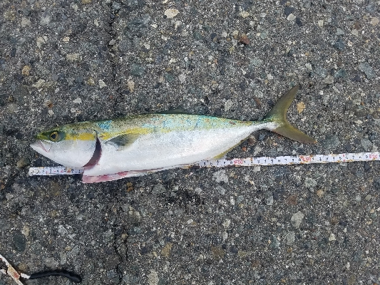 タチウオ、ハマチ