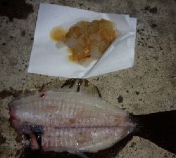 イカ釣狙いが・・・