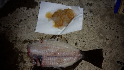 イカ釣狙いが・・・