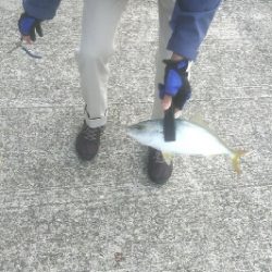 週末朝活　依然堅調です