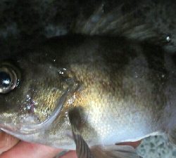 神戸沖堤防でアコウちアオリイカ