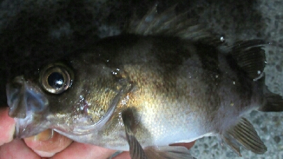 神戸沖堤防でアコウちアオリイカ