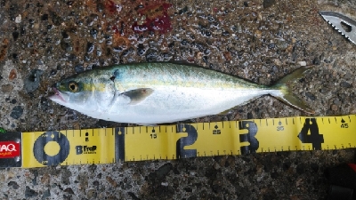 大潮なので期待しましたが…