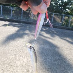 今年はツバスイヤー?