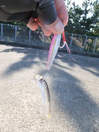 今年はツバスイヤー？