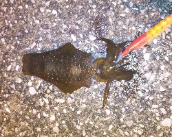 エギングからアジングと