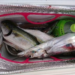 サーベルハント‼️