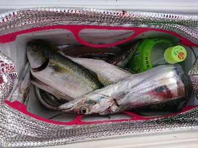 サーベルハント‼️