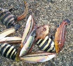 イシガキダイ カンダイ