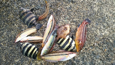 イシガキダイ カンダイ