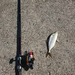 釣りも暑さも厳しい