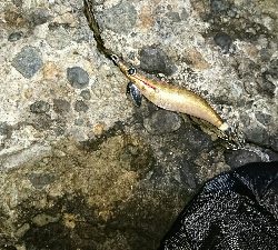 アオリイカ  ３杯