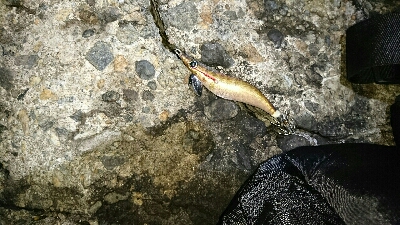 アオリイカ  ３杯