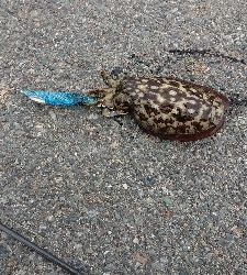 台風前の爆風釣行