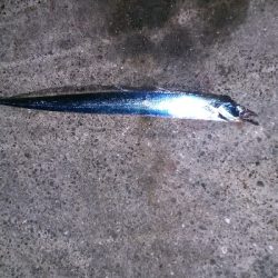 チヌからのサゴシハマチ今年初タチウオ