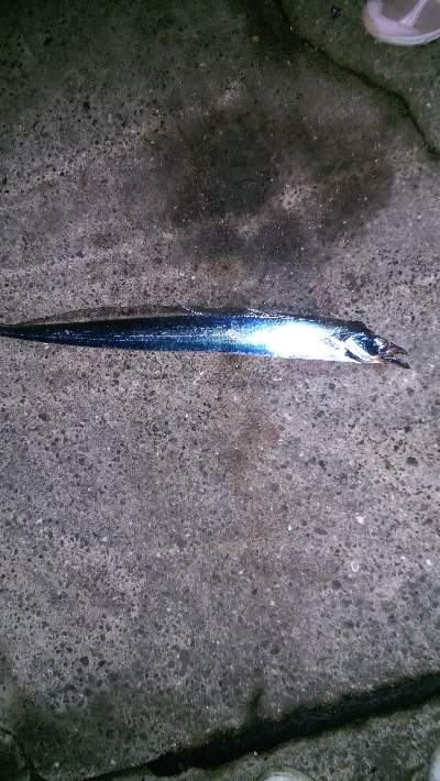 チヌからのサゴシハマチ今年初タチウオ