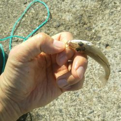 大磯港で団子釣り