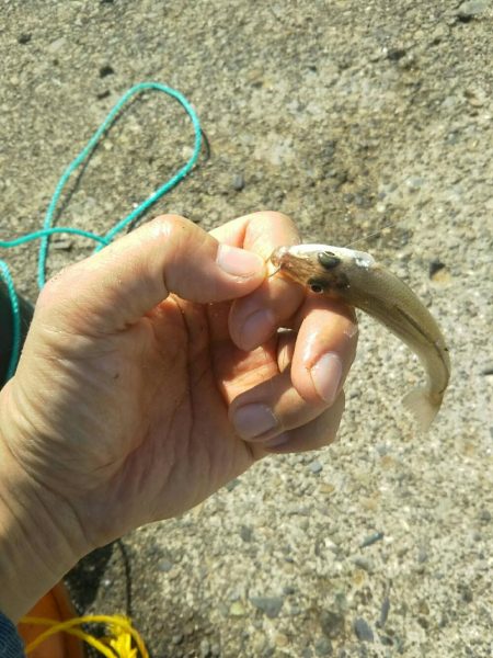 大磯港で団子釣り