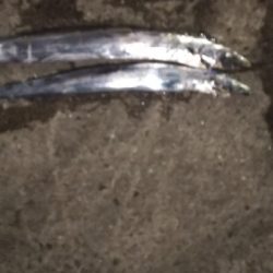 生涯最多バラシ